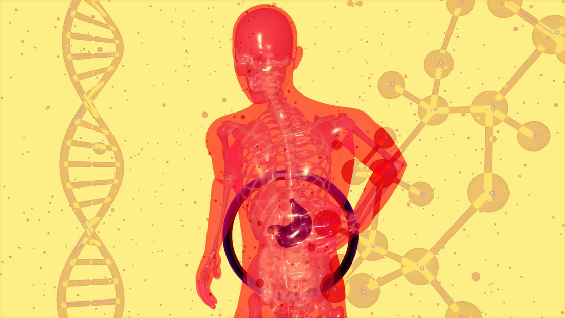 Healthy Gut Supplements: Key to Robust Immunity