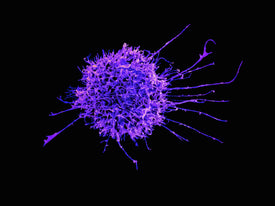 Simple Ways to Bolster the Immune System