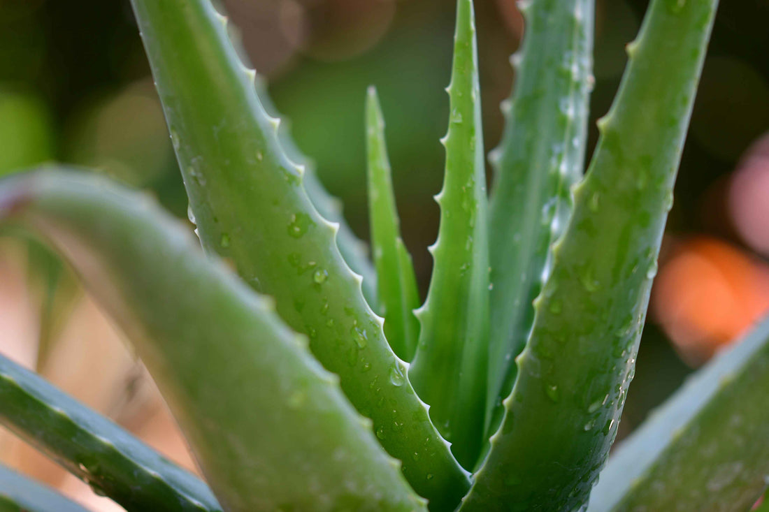 Unlocking The Aloe Vera Benefits for Your Skin