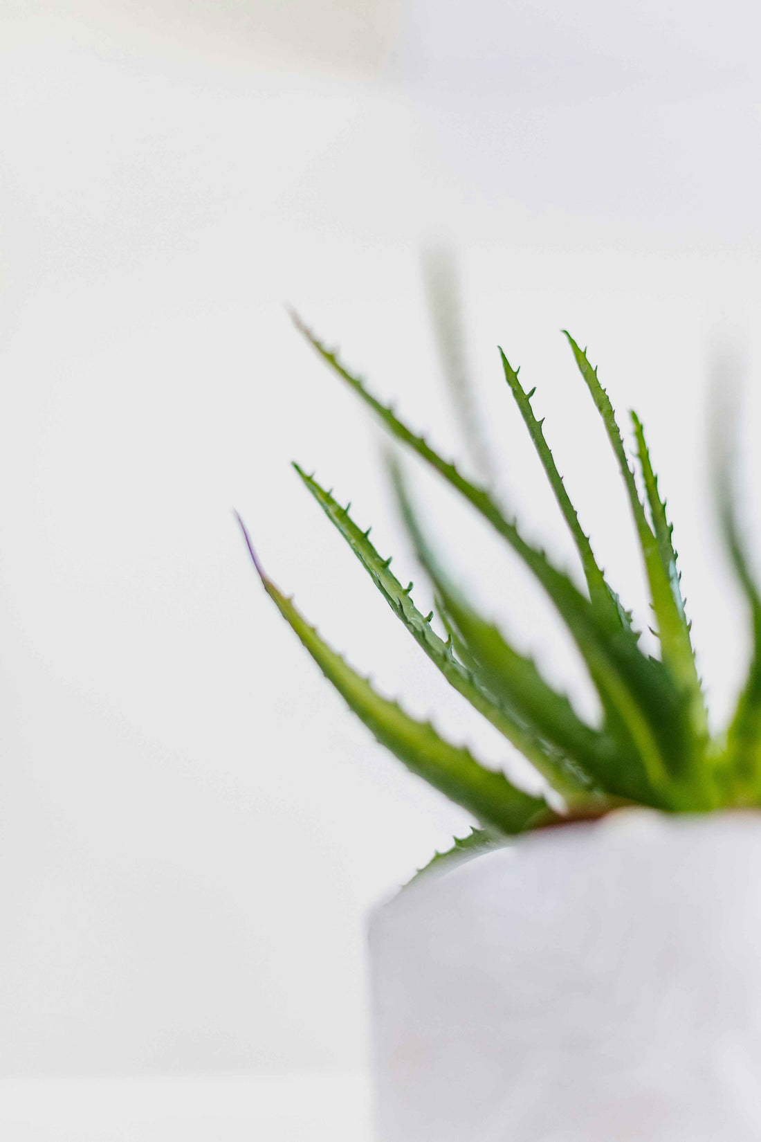 Aloe Vera for Eczema: A Natural Approach to Skin Relief