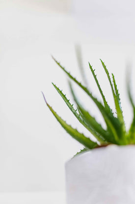 Aloe Vera for Eczema: A Natural Approach to Skin Relief